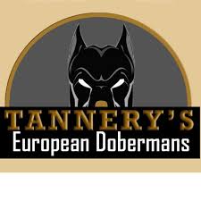 Welcome to sully's doberman sullinger! Busch Family Dobermans Home Facebook