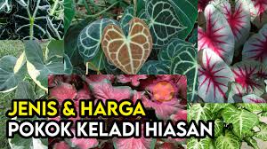 Mawar ini dibudidayakan oleh david austin penghobi sekaligus pembudidaya mawar. Kenali Jenis Jenis Keladi Hiasan Dan Nama Gelarannya Some Bullet For Your Head