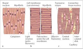 Smooth muscle vector illustration diagram, anatomical scheme with human gut. 4 Muscle Tissue In Longitudinal Section A Smooth Muscle B Striated Download Scientific Diagram