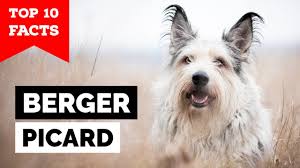 The berger picard is an engaging and comical dog. Berger Picard Top 10 Facts Youtube