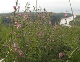 Image result for Tephrosia multijuga