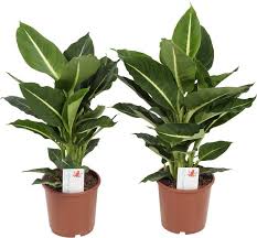 Dieffenbachia Kamerplant Dieffenbachia Green Magic 60 Cm Hoog 2 Stuks Groene Planten Kamerplanten Planten