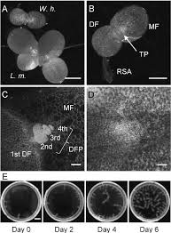 Image result for Wolffiella hyalina