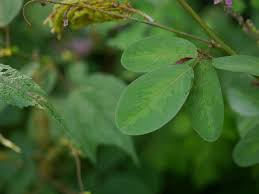 Image result for Uraria