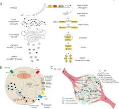 A cell is generally defined as a single unit or compartment, enclosed by a border or wall, which is usually part of a bigger structure. Pdf The Cell Biology Of Systemic Insulin Function Semantic Scholar