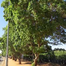 Image result for Combretum erythrophyllum