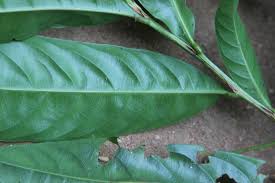 Image result for Campylospermum