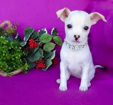 (eug > 2053 laura street) pic. Craigslist Oc Pets