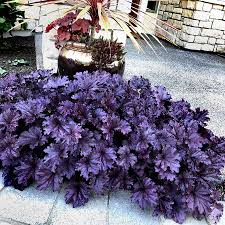 Heuchera Forever Purple Terra Nova Nurseries Inc Throughout the day, the sunlight alters foliage colors. heuchera forever purple terra nova