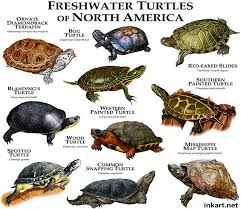 Freshwater Turtles Of North America Freshwater Turtles