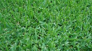 Augustine grass can only handle temperatures above 55 degrees fahrenheit, which means that dipping under that threshold for too long can cause it to become dormant. Dallas Homeowners How To Care For St Augustine Grass Wikilawn