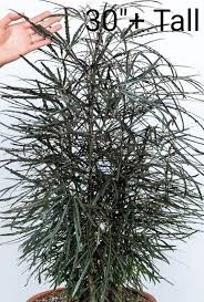 Image result for Plerandra