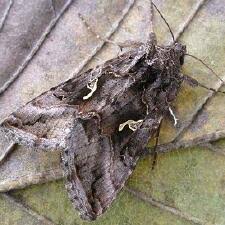 Image result for Autographa macrogamma