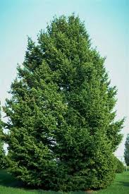 Great For Privacy And Accent Douglas Fir Adds An Interesting Texture To The Landscape This Tree Is Extremely Versatile And Can Shade Trees Hedge Trees Plants