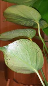 My runoff ph is 5 using ffof soil. Monstera Brown Spots On Underside Of Leaves Album On Imgur