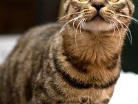 Lanhua Cat Picture 2