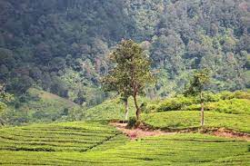Anda sedang mencari topik kan? Kebun Teh Ciater Harga Tiket Masuk Spot Foto Terbaru 2021