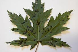 What's new features model gallery resources evaluate maplesim request a live demo . Tar Spot Of Maple Space For Life