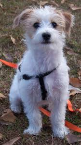 Precious jack russell puppies can't stop kissing each other. Pin By Stephanie Lococo On Jackapoo Jack Russell Terrier Mix Terrier Mix Breeds Jack Russell Terrier Puppies