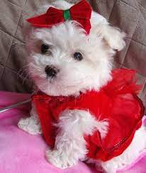 peg for cute female maltese gonna name mine chloe maltese puppy puppies cute dogs