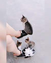 My Sweet Cat On Instagram Kitten Will Grow When You Forget To Wash Your Feet Via Meowed Cute Funny Animals Cat Memes Cute Baby Animals