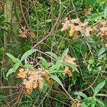 Image result for Vernonanthura polyanthes