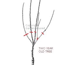 Image result for pruning plum trees