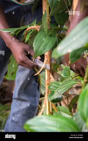 Image result for Cinnamomum verum