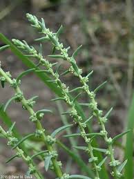 Image result for Suaeda plumosa