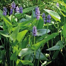 Plantes aquatiques pour bassin de jardin. Plantes De Bassin Jardin Aquatique Et Jardin Botanic
