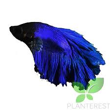 These gorgeous bettas would be a wonderful addition to any home. Live Aquarium Betta Fish Male Pure Blue Halfmoon Ready To Add In Plants Tank Buy Online In United Arab Emirates At Desertcart Ae Productid 74092416