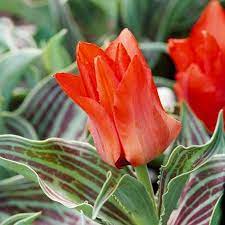 Top Tulips That Come Back Every Year Tulips Early Spring Flowers First Flowers Of Spring