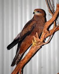 Well, what do you know? Australian Bird Quiz