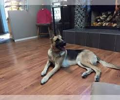 We had 9 they are 1st litters generation from the same parents. View Breeder Profile German Shepherd Dog Dog Breeder Near Colorado Colorado Springs Usa Subs 29394