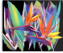 Bird Of Paradise Flower Graphic Painted Look Done In Bold Colors Millions Of Unique Desig Birds Of Paradise Flower Birds Of Paradise Plant Birds Of Paradise