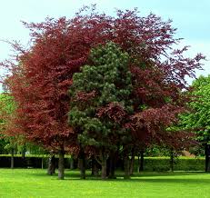 See This Image On Die Lebensbibliotheken Baumgruppe In Xanten Baum