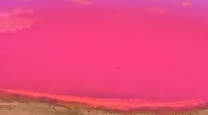 27 415 944 · обсуждают: Pink Lake In Australien Atemberaubendes Highlight