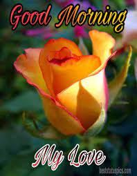 Rose yellow good morning images hd. 51 Beautiful Good Morning Yellow Rose Images Hd 2021 Best Status Pics