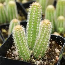 Get the best deal for antique scandinavian silver cactus from the largest online selection at ebay.com. Echinopsis Chamaecereus Peanut Cactus Mountain Crest Gardens