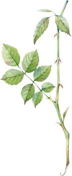 We did not find results for: Download Watercolor Greenery Png Rose Leaf Png Png Image With No Background Pngkey Com