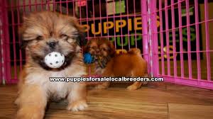 They are super chill, give lots of love, and love to cuddle. Pretty Shih Tzu Puppies For Sale Georgia Local Breeders Gwinnett County Ga At Lawrenceville Puppies For Sale Local Breeders
