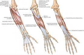 You will also find flexor carpi ulanris, extensor carpi ulnaris, extensor digitorum, extensor carpi radialis, brachioradialis, latissimus dorsi, triceps, teres major, teres minor, deltoid muscle, trapezius as well in posterior view of upper arm and shoulder. Muscles Of The Arm And Hand Classic Human Anatomy In Motion The Artist S Guide To The Dynamics Of Figure Drawing