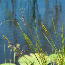 Image result for Scleria bulbifera