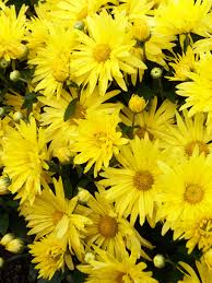 The photograph may be purchased as wall art, home decor, apparel, phone cases, greeting cards. Mum Daisy Gold Bluestone Perennials