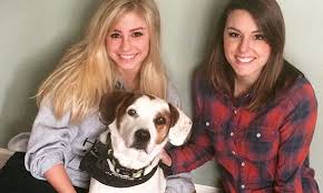 Hours may change under current circumstances Veterinary Students Foster Pets Veterinary Medicine At Illinois
