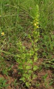 Image result for Alectra sessiliflora