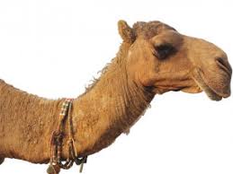 Celebrity chef vineet bhatia visits a camel milk farm in dubai and creates an exclusive dessert for ramadan. Miracle Milk