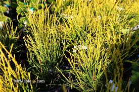 Image result for Vismia orientalis