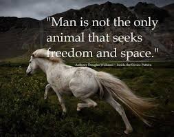 Pin By Janet Lee Garcia On Animals Are Beautiful People Animals Horses Horse Quotes