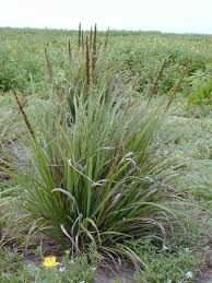 Image result for Eragrostis dinteri